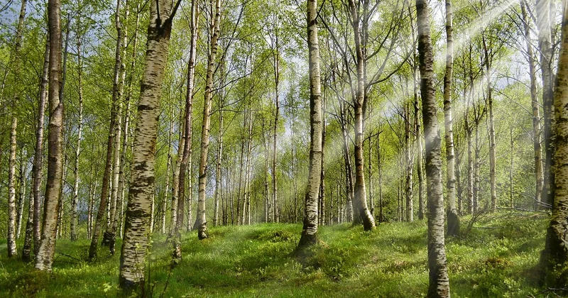 Les mécanismes de l'allergie chez le porteur de lentilles